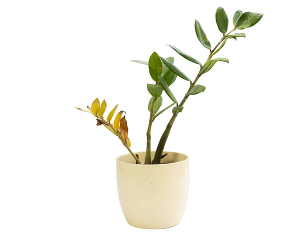 ZZ plant met vergelende bladeren en gerimpelde stengel geïsoleerd op witte achtergrond - Foto, afbeelding