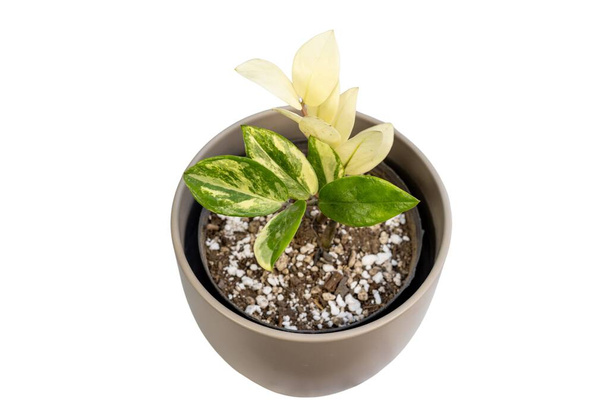 Plante panachée ZZ sur fond blanc isolé - Photo, image