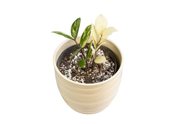 urozmaicone zamioculcas zamiifolia roślin w ceramicznym garnku na białym, izolowanym tle - Zdjęcie, obraz