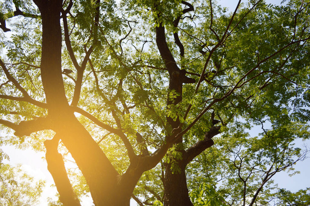 větve stromů se zelenými listy proti modré obloze - Fotografie, Obrázek