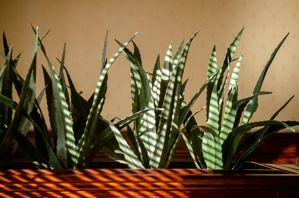 Εσωτερική αλόη βέρα φυτά σε γλάστρες σε μια ξύλινη σχάρα σε μια αίθουσα εστιατορίου σε ριγέ φως του ήλιου από μια τυφλή - Φωτογραφία, εικόνα