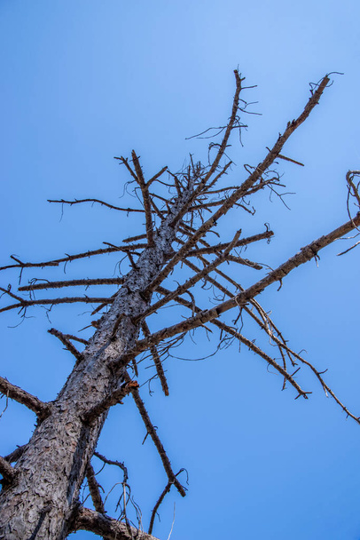 Tronco de árvores e galhos mortos numa plantação de pinheiros na Cidade do Cabo África do Sul. Foto de alta qualidade - Foto, Imagem