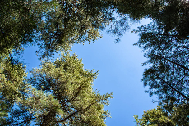 緑の木と青い空の背景写真. 高品質の写真 - 写真・画像