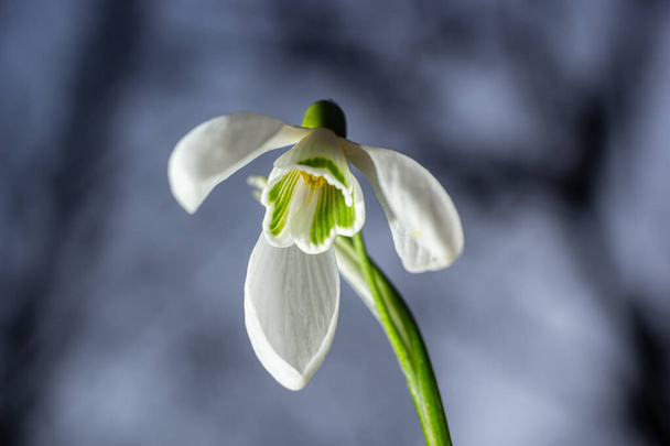 Τα λευκά λουλούδια πέφτουν από κοντά. Τα άνθη του Γαλάνθου φωτίζονται από τον ήλιο στο πράσινο θολή φόντο, στις αρχές της άνοιξης. Galanthus nivalis βολβώδες, πολυετές ποώδες φυτό στην οικογένεια Amaryllidaceae. - Φωτογραφία, εικόνα