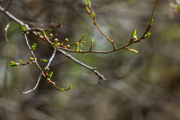 Große grüne Knospen verzweigen sich. Junge grüne Blätter aus dicken grünen Knospen. Zweige mit neuem Laub, das von der Tagessonne erhellt wird. Vorfrühlingstag. Der Frühling naht. - Foto, Bild