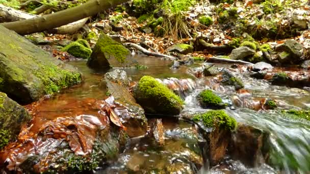 Petit ruisseau dans la forêt
 - Séquence, vidéo