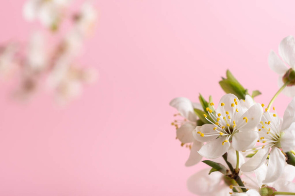 Piękne wiosenne kwiaty kwitną na różowym tle - Zdjęcie, obraz