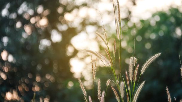 View of Feather pennisetum grass in the evening scene on blur background - Photo, Image