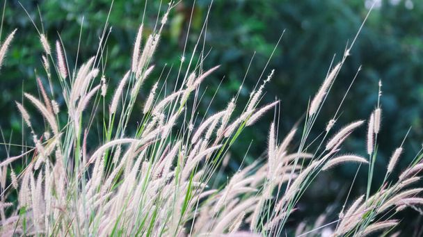 View of Feather pennisetum grass in the evening scene on blur background - Photo, Image
