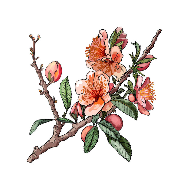 Красивый реалистичный цветок на ветке дерева. Миндаль с наклейкой. Весенний цветок фруктовых деревьев. Сакура, вишня, персик, яблочный цветок. Симпатичный дизайн для печати, одежды, открытки, футболки, логотипа - Фото, изображение