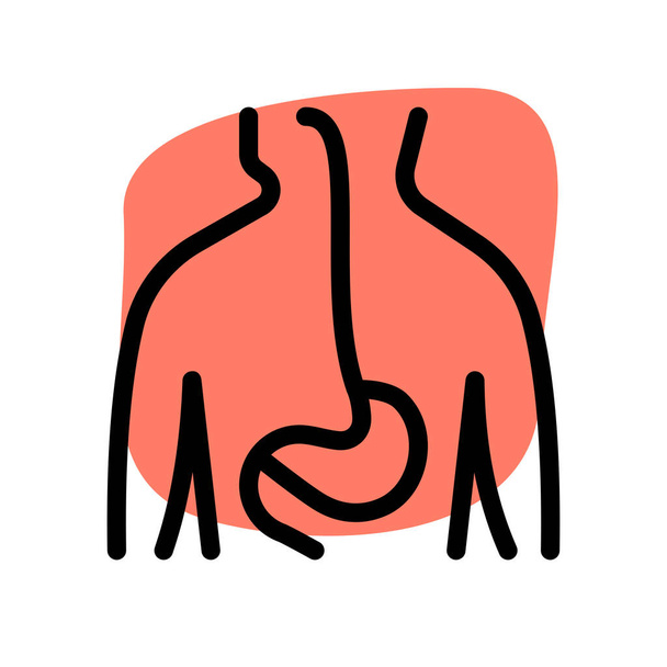 The GI tract is a series of hollow organs joined in a long, twisting tube from the mouth to the anus - Vector, afbeelding