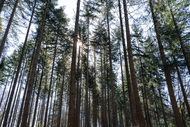 Large spruce trees in the forest - Photo, Image
