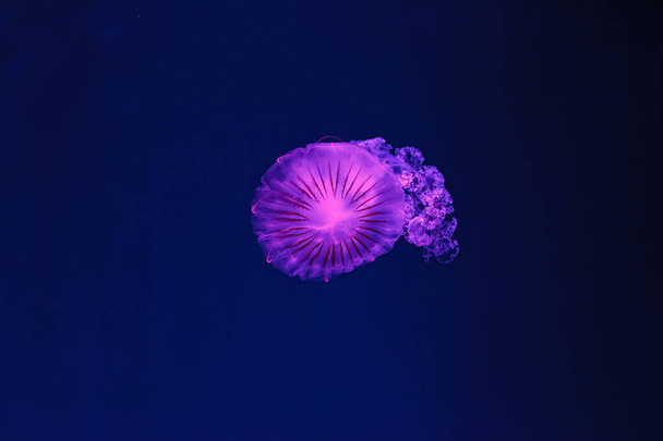 underwater shooting of beautiful Chrysaora hysoscella close up - Photo, Image