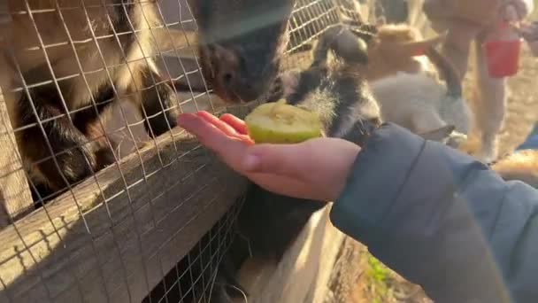 Две маленькие козы едят фрукты и овощи из рук детей на ферме в солнечный день. Высококачественные 4k кадры - Кадры, видео