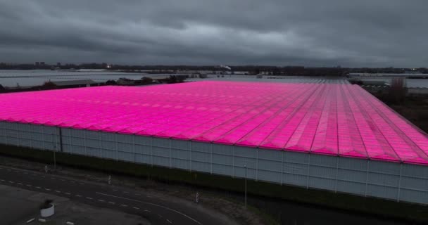 Innowacje w rolnictwie szklarniowym, różowe fioletowe diody LED sprawiają, że rośliny rosną lepiej. Mieszanina czerwonych i niebieskich kolorów, które rośliny lubią wchłaniać. Widok z lotu ptaka. - Materiał filmowy, wideo