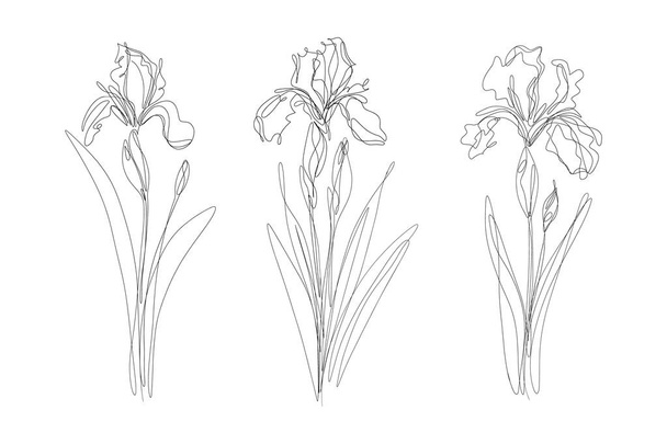 Minimalista dibujo de una línea de conjunto de flores de iris abstracto. Elegante boceto floral para carteles, estampado, tatuaje. Ilustración vectorial. - Vector, Imagen