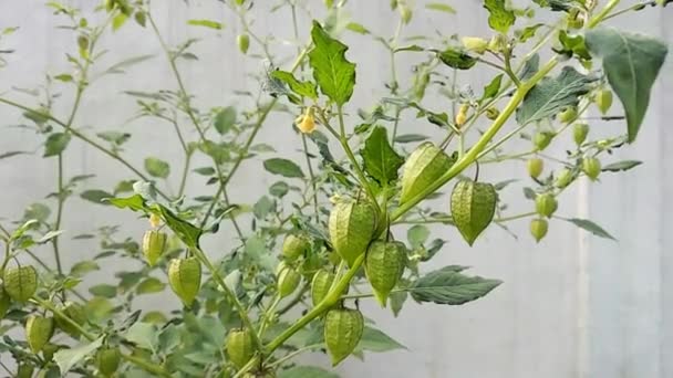 groundcherries, edible wild fruit on trees in the garden. Groundcherries, also known as ciplukan, Physalis peruviana, and Inca berry - Footage, Video