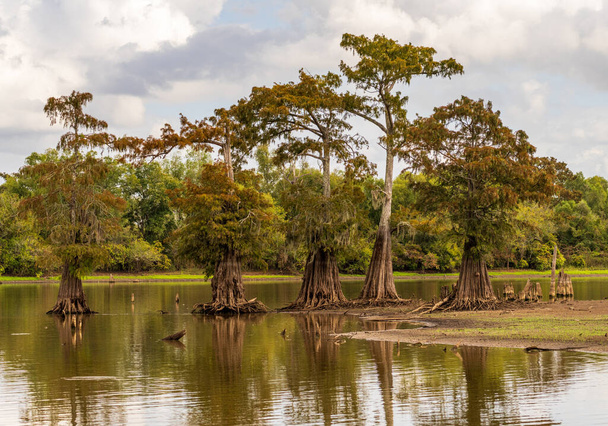 Stand de cinco cipreses calvos en tierra sumergida visto en aguas tranquilas del pantano de la cuenca de Atchafalaya cerca de Baton Rouge Louisiana - Foto, imagen