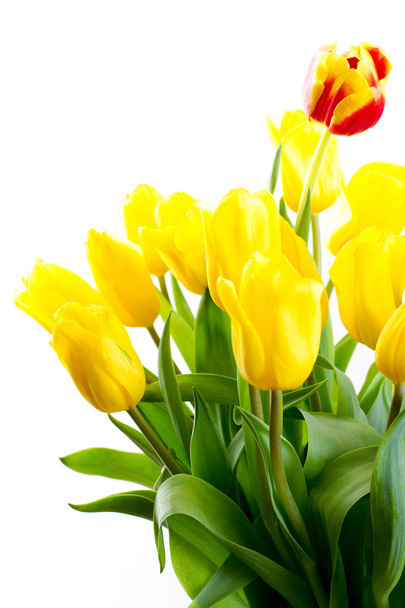 bouquet di tulipani su sfondo bianco - Foto, immagini