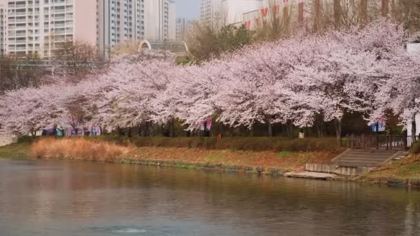 SEOUL, JIŽNÍ KOREA - 7. dubna 2017: Kvetoucí květ sakury v parku na jaře u jezera Lotte World v Seokchonu v jihokorejském Soulu. Vodorovná skořepina kamery - Záběry, video
