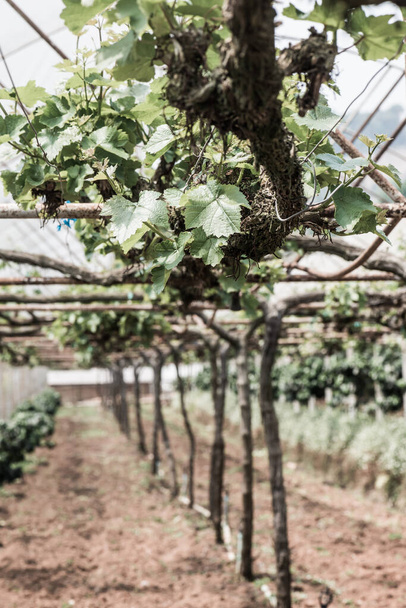 Виноград в Таиланде - Фото, изображение