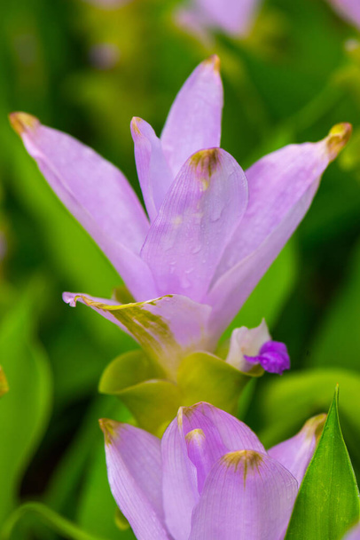 Curcuma Alismatifolia květina s přírodním pozadím, Thajsko. - Fotografie, Obrázek