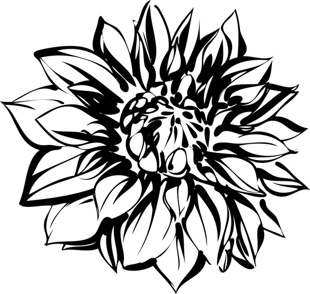 Black and white sketch of chrysanthemum - Vecteur, image