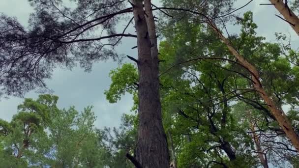 Groen bos. De camera kijkt omhoog en beweegt langzaam onder de bomen. Boom takken en bladeren tegen de blauwe lucht. Een warme zomerdag. Hoge kwaliteit 4k beeldmateriaal - Video