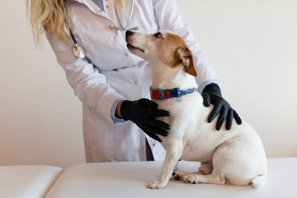 Veterinair zorgvuldigheid. Vrouwelijke dierenarts arts en hond, Jack Russell Terrier.  - Foto, afbeelding