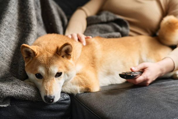 Shiba inu pes ležící na pohovce s nepoznatelnou majitelkou ležící poblíž sledování televize - Fotografie, Obrázek