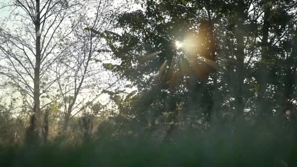 Το φως του ήλιου περνάει μέσα από κλαδιά δέντρων. Πρωινά πλάνα της υπαίθρου σε μικρή ομίχλη, λαμπερός ήλιος λάμπει - Πλάνα, βίντεο