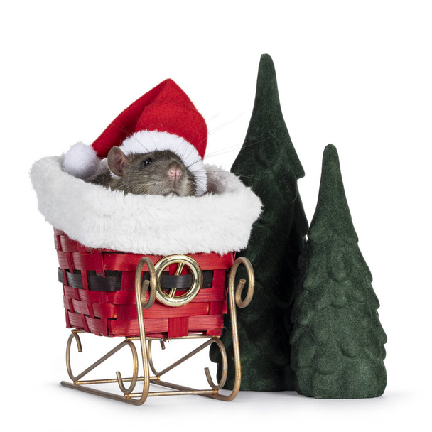 Mignon rat apprivoisé, assis dans un traîneau portant un chapeau de Père Noël. Scène hivernale avec de faux arbres. Isolé sur fond blanc. - Photo, image