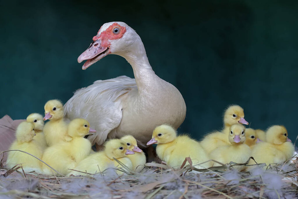 Eine Entenmutter kümmert sich im Nest um ihre frisch geschlüpften Küken. Diese Ente trägt den wissenschaftlichen Namen Cairina moschata. - Foto, Bild