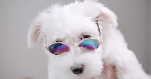 Primer plano de lindo perro esponjoso en gafas de sol en manos del propietario. Adorable mascota animal. Pequeño perrito divertido con gafas de sol - Imágenes, Vídeo