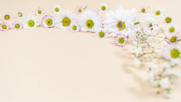 Knopen van natuurlijke witte kamille, chrysanten en madeliefjes bloemen close-up op een beige pastelachtergrond. Groet vakantiekaart. Model voor tekst of ontwerp. Stop bewegingsanimatie. Kopieerruimte. - Video