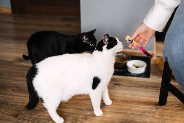 Twee katten die gevoed worden door Hand in een tehuis. Een persoon hand aanbieden van een traktatie aan twee attente katten wachten naast hun voedsel kommen in een huiselijke omgeving - Foto, afbeelding