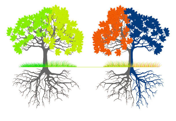Een boom in vier verschillende seizoenen (lente, zomer, winter en herfst) - Foto, afbeelding