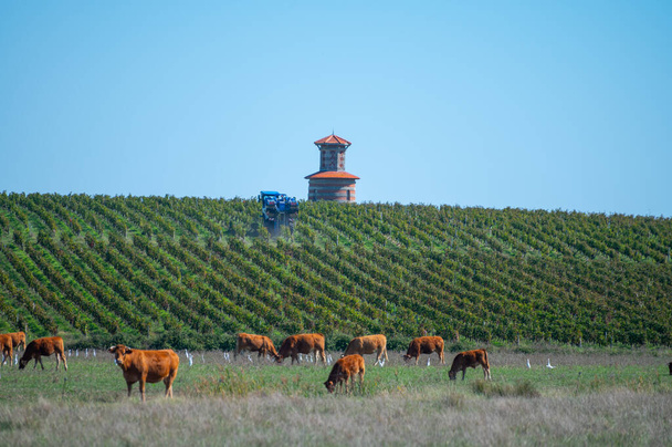 Stádo krav odpočívajících na zelených pastvinách, mléce, sýrech a masné výrobě v Bordeaux, Haut-Medoc, Francie na podzim - Fotografie, Obrázek