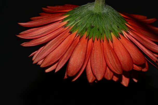 close up of beautiful gerbera  flower on dark background  - Foto, afbeelding