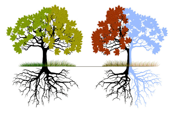 Un árbol en cuatro estaciones diferentes (primavera, verano, invierno y otoño)
) - Foto, Imagen