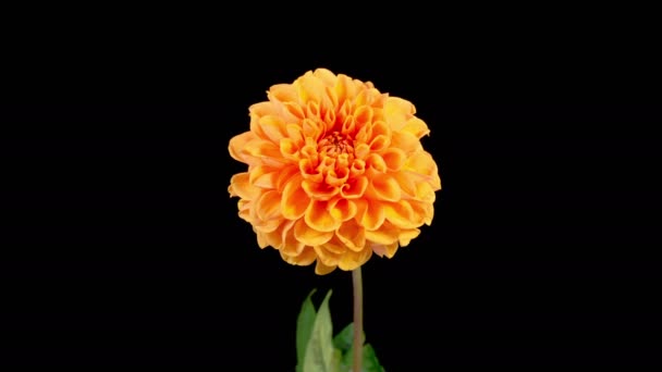 Η Ντάλια Μπλόσομς. Χρονικό συνήθειο του ανοίγματος και μαρασμού όμορφη πορτοκαλί Dahlia λουλούδι σε μαύρο φόντο. 4K. - Πλάνα, βίντεο