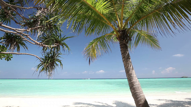 Trópusi lagúna-tengerpart pálmafákkal - Felvétel, videó