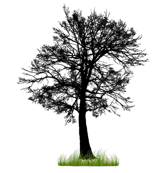 Sziluettjét, egy fa, fű, elszigetelt fehér background - Fotó, kép