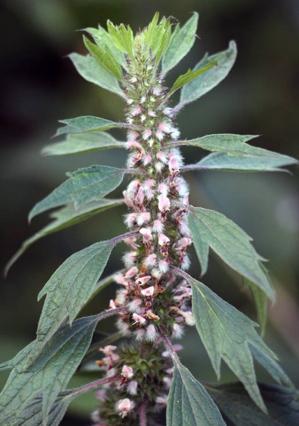 In the meadow among the herbs grows and blooms dog nettle is five-bladed (Leonurus quinquelobatus) - Photo, Image