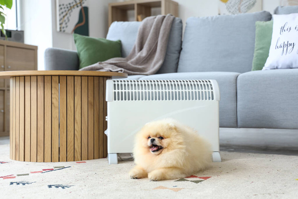 Cute Pomeranian spitz with radiator at home - Photo, Image