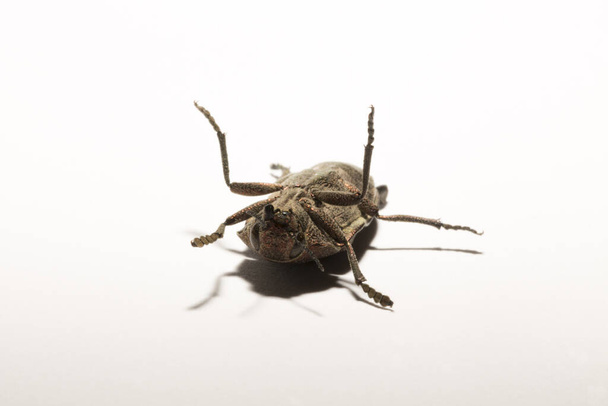 Perotis lugubris est un genre de coléoptères de la famille des Perotis.. - Photo, image
