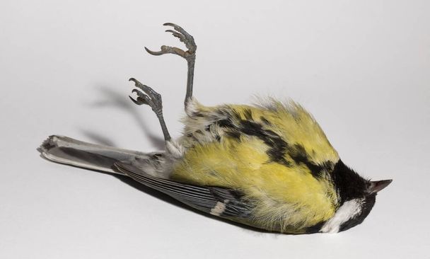 Great tit (Parus major) is a passerine bird in the tit family Paridae. A dead bird on a white background. - Photo, Image