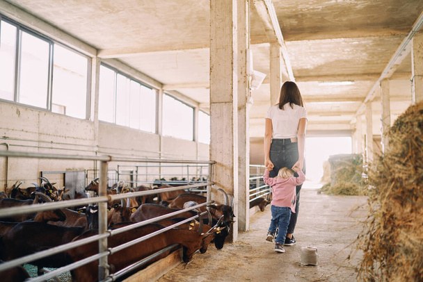 La petite fille suit sa mère, tenant ses mains, devant les enclos des chèvres. Vue de derrière. Photo de haute qualité - Photo, image