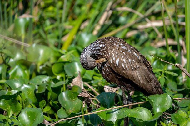 Limpkin περιποίηση κάτω από την αριστερή πτέρυγα στα Everglades - Φωτογραφία, εικόνα