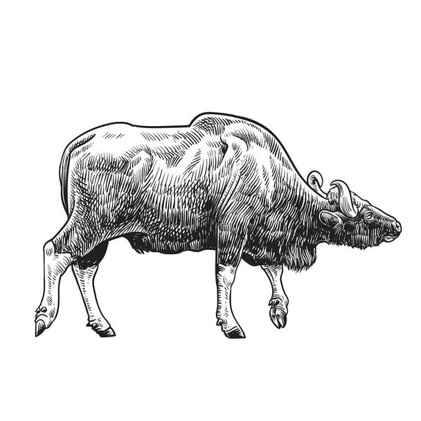 Gaur, Bos gaurus, bison indien, illustration vectorielle de dessin,. Encre dessin noir et blanc. - Vecteur, image